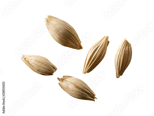Four Separate Whole Raw Barley Grain Seeds with Fine Vertical Ridges and Pale Cream Beige Texture Isolated on Transparent Background