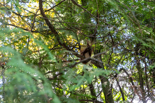 Fotografie Small brown squirrel sits on branch of thuja tree hidden among green pine needles in forest