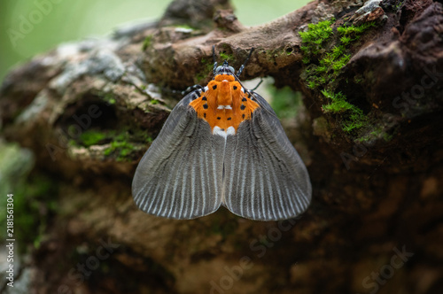 Foto Close up of  Peridrome orbicularis moth at Pang Sida National Park, Sa Kaeo Province, Thailand