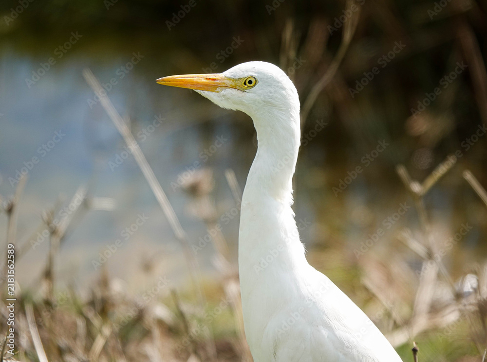 Obraz premium Close-up profile portrait of a white Cattle Egret (Bubulcus ibis) outdoors. Detailed wildlife photography showing the bird's yellow eye, beak, and white plumage against a soft bokeh background.