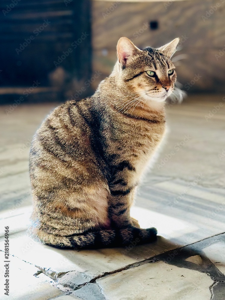 Obraz premium Close-up portrait of the famous tabby cat Zoe 