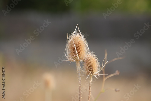 Foto Two dried teasel seed heads with warm blurred background
