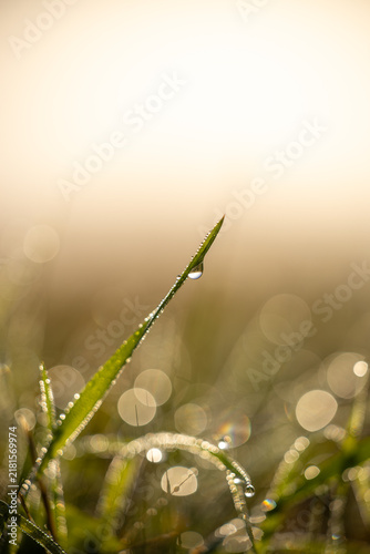 Fotografie Tropfen an einem Grashalm im Sommer