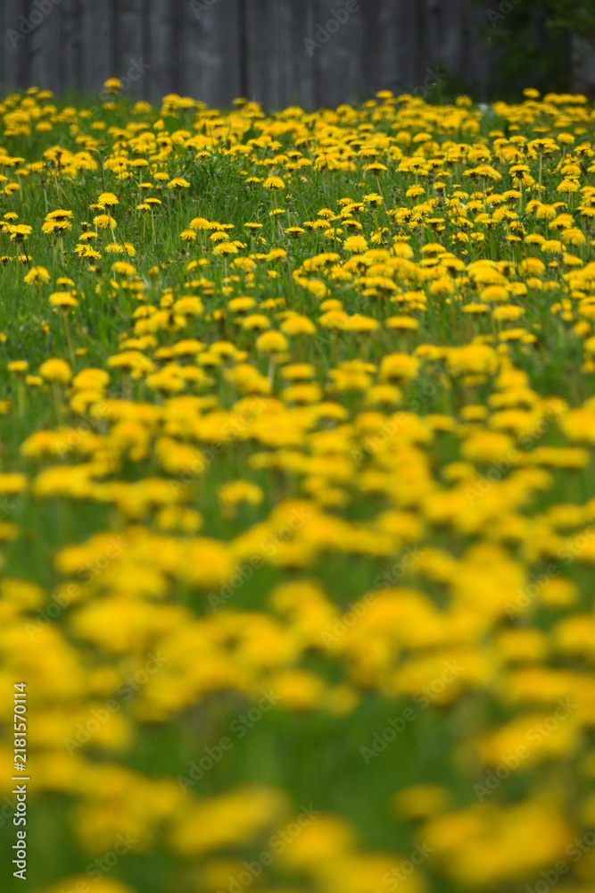 Obraz premium A field of dandelion flowers, Sainte-Apolline, Québec, Canada