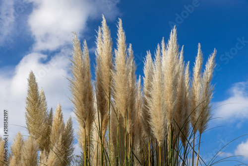 Foto Pampas grass swaying in the wind under the blue sky
