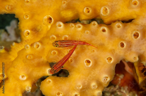 Foto Striped triplefins, Helcogramma striata, on a sponge, Raja Ampat Indonesia