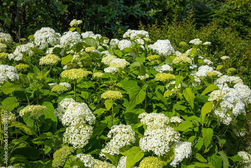 Blooming white smooth hydrangea bush with large spherical flower heads in a lush green garden. A vibrant daylight shot of a flourishing Hydrangea arborescens, commonly known as Annabelle smooth hydran