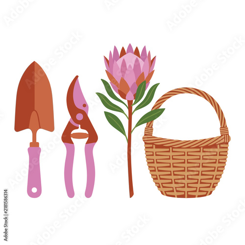 Garden trowel and pruning shears with pink handles beside a pink protea flower on white background flat vector illustration