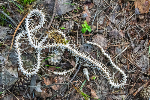Snake skeleton on the ground