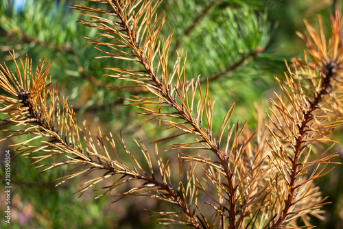 Dry coniferous twigs in the forest