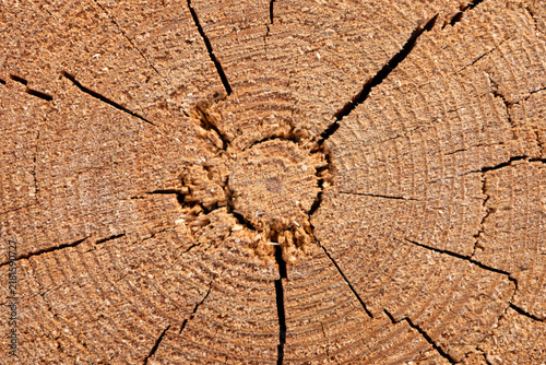 Tree trunk structure from above