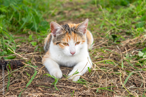 The cat is lying on the ground