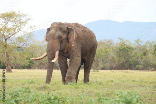 Bild auf Leinwand Wild elephants gather near dense green vegetation in their natural jungle habitat