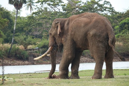 Bild auf Leinwand Wild elephants gather near dense green vegetation in their natural jungle habitat
