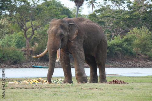 Fotografía Wild elephants gather near dense green vegetation in their natural jungle habitat