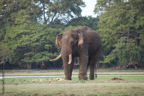 Fotografía Wild elephants gather near dense green vegetation in their natural jungle habitat