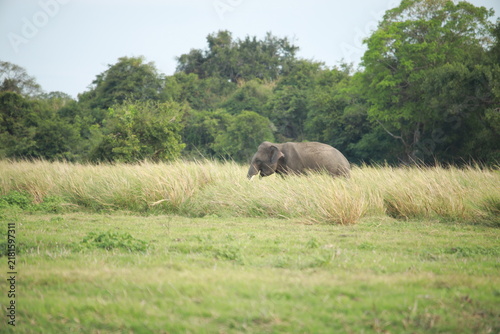 Canvas Print Wild elephants gather near dense green vegetation in their natural jungle habitat