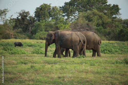 Photography Wild elephants gather near dense green vegetation in their natural jungle habitat