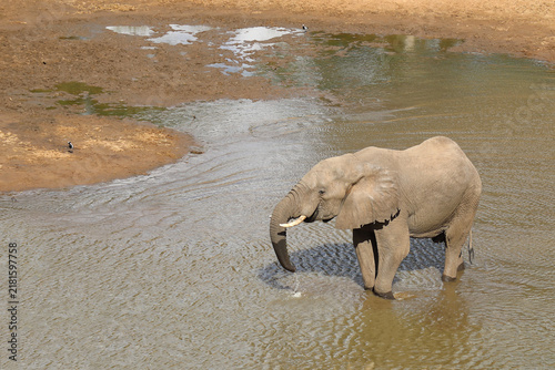 Photography Afrikanischer Elefant / African elephant / Loxodonta africana