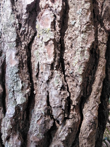 Close-up of rough pine tree bark texture with deep vertical grooves and green lichens.