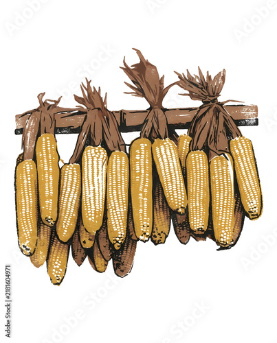 Dried autumn corn husks bundle illustration. High resolution illustration with natural colors.