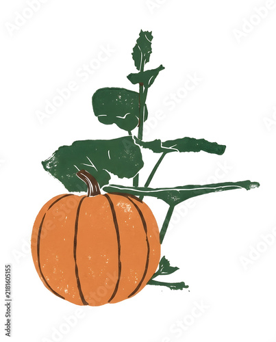 Tall orange autumn pumpkin with vine illustration. High resolution illustration with natural colors.