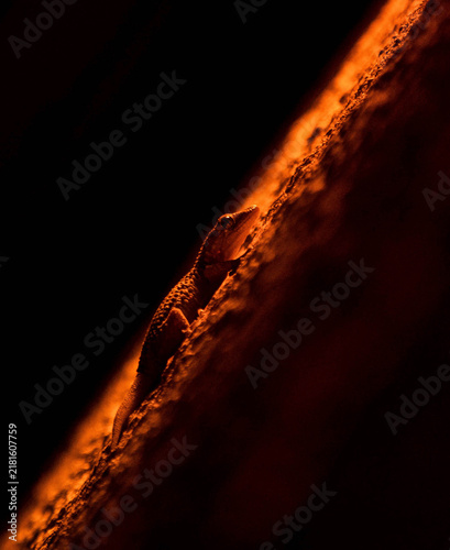 Fotografie A gecko, climbing a dark wall at dusk, following a trail of red light, lying in