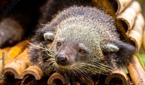 фотографія A wild binturong resting on a log