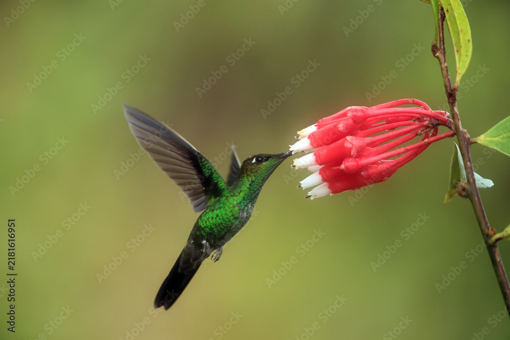 Fototapeta premium The violet-fronted brilliant (Heliodoxa leadbeateri sagitta) is a species of hummingbird in the 