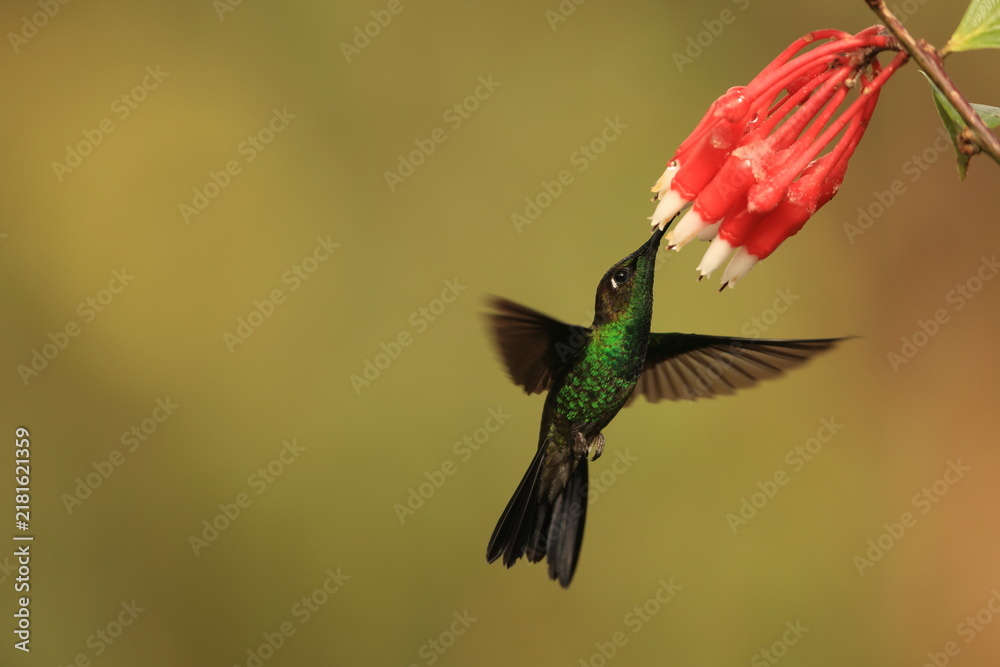 Fototapeta premium The violet-fronted brilliant (Heliodoxa leadbeateri sagitta) is a species of hummingbird in the 