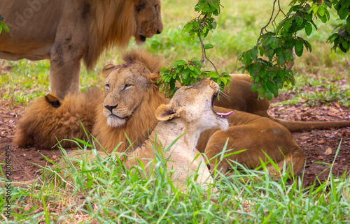 Photography A close-up of a lion and lioness against a backdrop of green grass