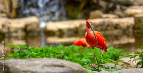 Obraz na plátne Scarlet ibis standing among lush green plants
