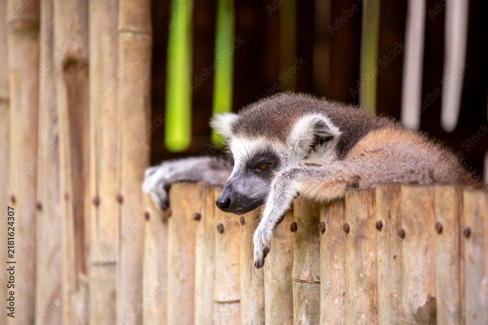 Obraz premium A ring-tailed lemur rests in a wooden house. These famous Madagascar primates have expressive faces. A close-up portrait of a lemur.