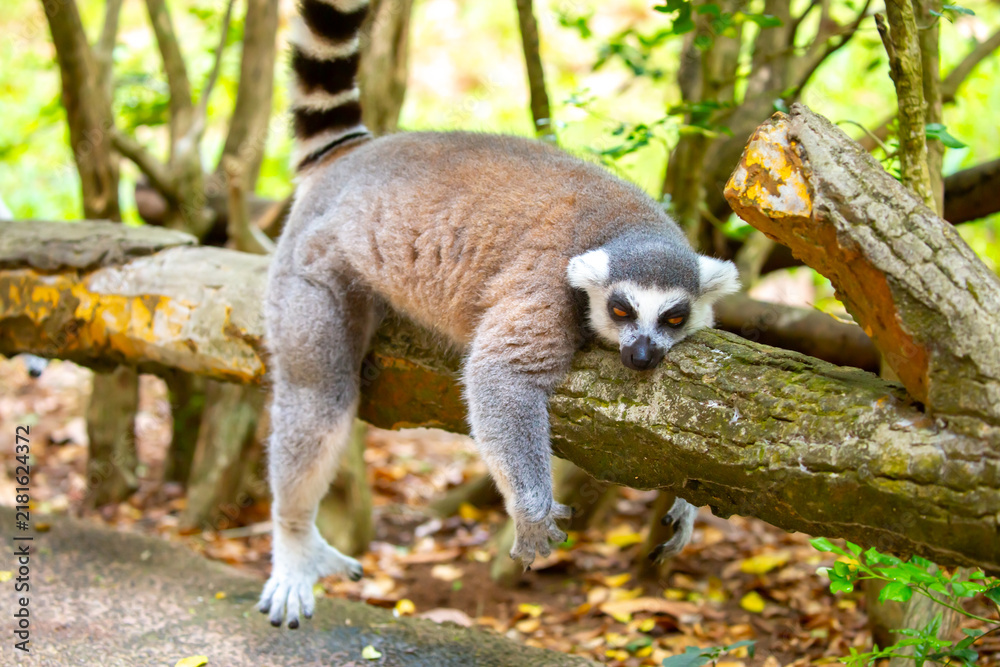 Fototapeta premium Ring-tailed lemur resting on a tree branch. Iconic Madagascar primate with a striped tail. Close-up of a lemur sitting in the trees.