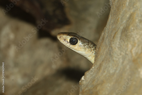 Obraz na plátně Snake Head Peeking Out from Behind Rock, Close-Up Portrait