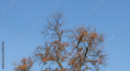 Cuadro en lienzo Deciduous tree with sparse autumn leaves reaching toward clear blue sky