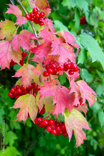Canvastavla Red viburnum berries on a branch with autumn leaves.