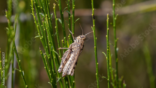Cuadro en lienzo Grasshopper or locust perched on green broom stems