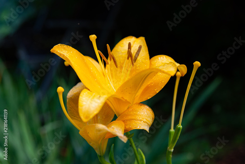 Yellow lily flower with water droplets