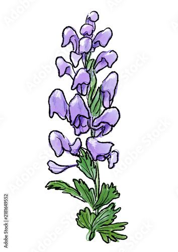 咲き誇るトリカブトの花の手描きの線画と水彩イラスト(透過PNG)