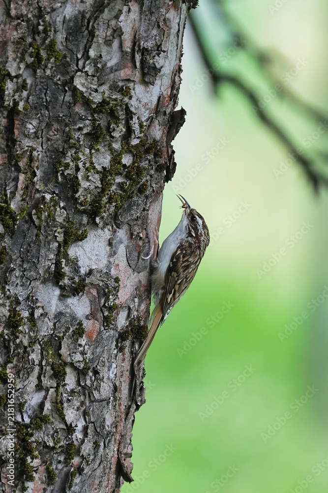 Fototapeta premium The Eurasian treecreeper or common treecreeper (Certhia familiaris) is a small passerine bird