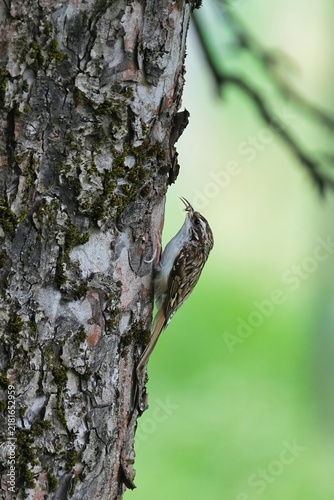 Картината върху платно The Eurasian treecreeper or common treecreeper (Certhia familiaris) is a small p
