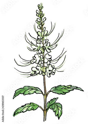 咲き誇るネコノヒゲの花の手描きの線画と水彩イラスト(透過PNG)