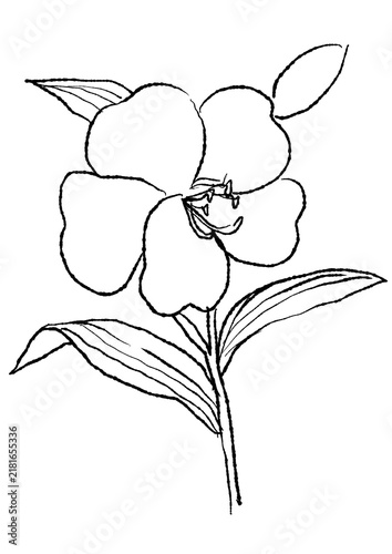 咲き誇るノボタンの花の手描きの線画イラスト(透過PNG)