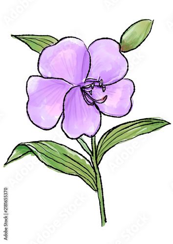 咲き誇るノボタンの花の手描きの線画と水彩イラスト(透過PNG)