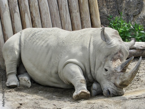 rhino in the zoo