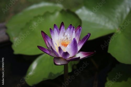 Fotografie Close-up of a blooming purple and white water lily with yellow center above green lily pads
