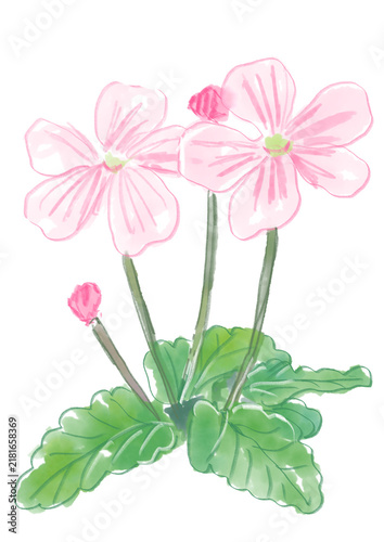 咲き誇るフウロソウの花の手描きの水彩イラスト(透過PNG) 