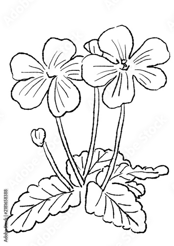 咲き誇るフウロソウの花の手描きの線画イラスト(透過PNG) 