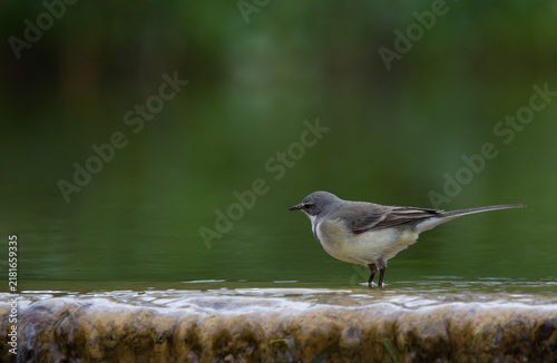 Foto wagtail wading in water